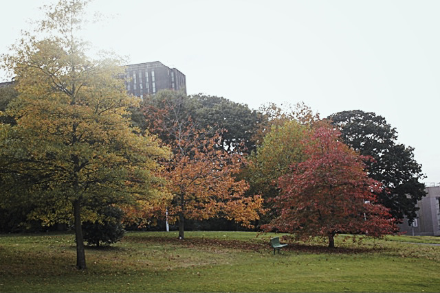 Gibson grove in the autumn